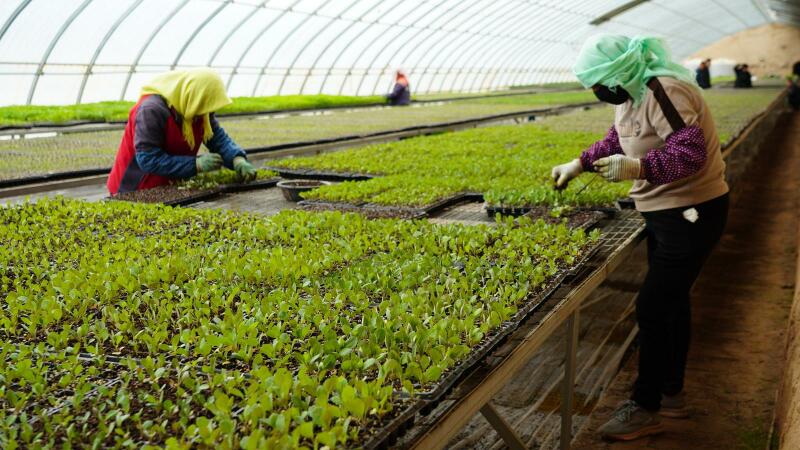 种苗培育基地:未来的农业之光