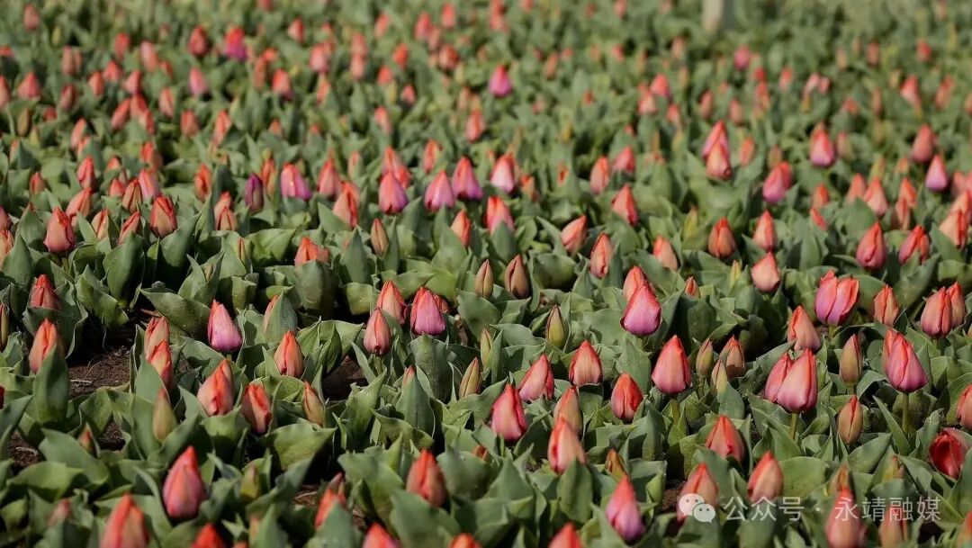 黄河花堤雨后添新韵 郁金香次第绽放