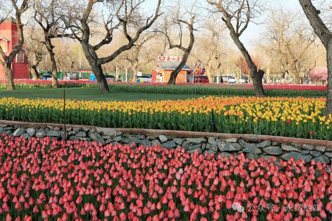 【图集】春风执笔 绘尽郁金香