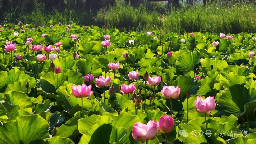 永靖太极岛荷花竞相绽放 黄河湿地尽显“陇上江南”诗意