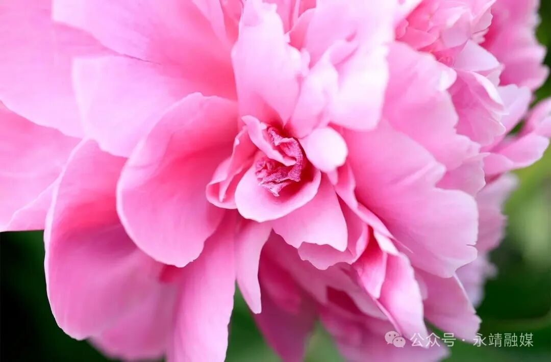 【图集】微距下的芍药花